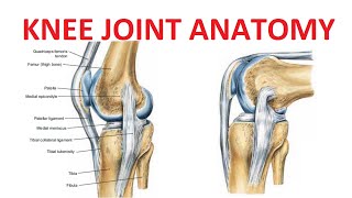 Knee Joint Anatomy [upl. by Apoor396]