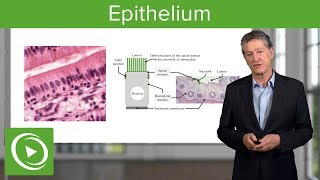 Epithelium – Histology  Lecturio [upl. by Markos388]