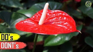 ANTHURIUM PLANT CARE TIPS – INDOOR FLOWERING PLANT [upl. by Brok]