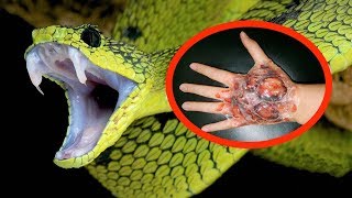 THE MOST VENOMOUS SNAKES In The World [upl. by Ajup]