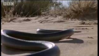 How snakes move amp run  Serpent  BBC Animals [upl. by Renate]