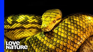 Australia’s Deadliest Snakes  Love Nature [upl. by Ardnued928]