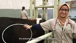 Abdomen Auscultation and Percussion in Cows Bovine [upl. by Aztiraj]