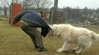 Caucasian Ovcharka Winner Listicka 22 months old  training I [upl. by Elmaleh]