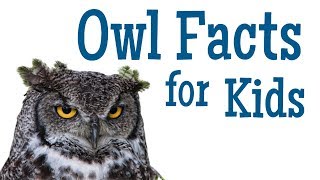 Owl Facts for Kids [upl. by Okeim]